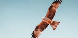The Hawks